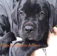 Des Jardins De Vinci - Cane Corso - Portée née le 09/07/2020