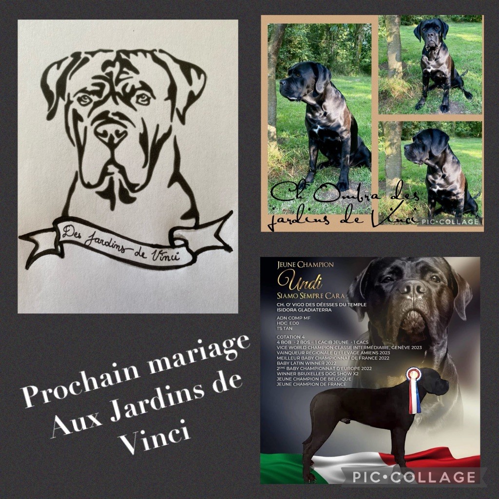 Plus de chiots disponibles 