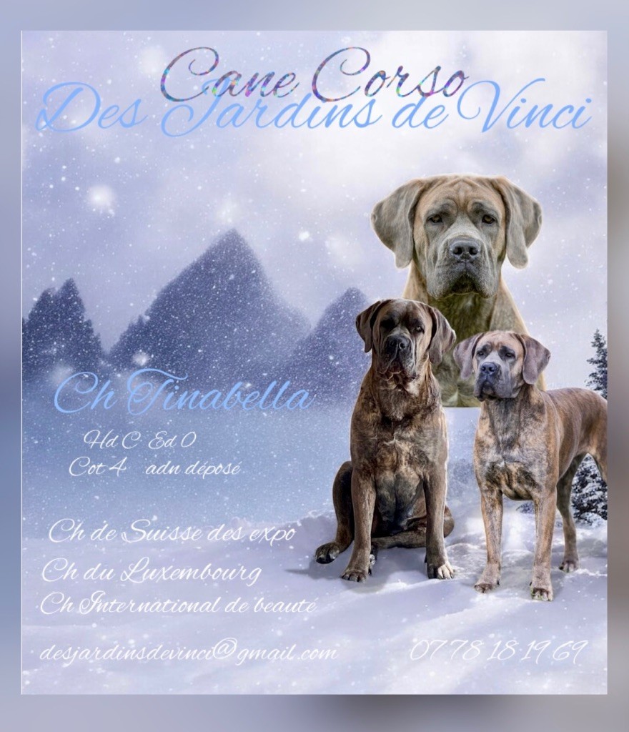 Des Jardins De Vinci - Nouveau titre de champion international de beauté