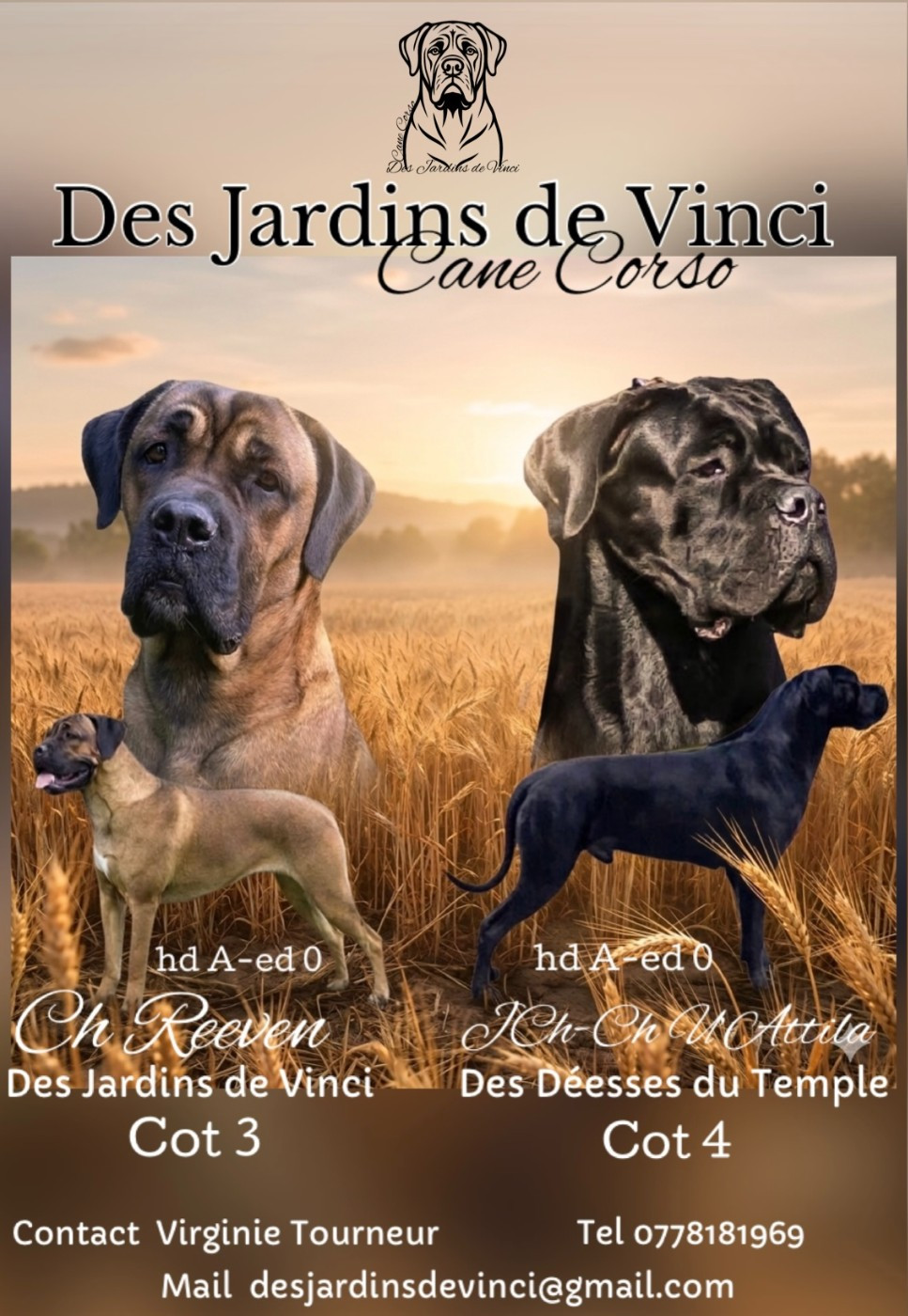 Des Jardins De Vinci - Chiots disponibles - Cane Corso