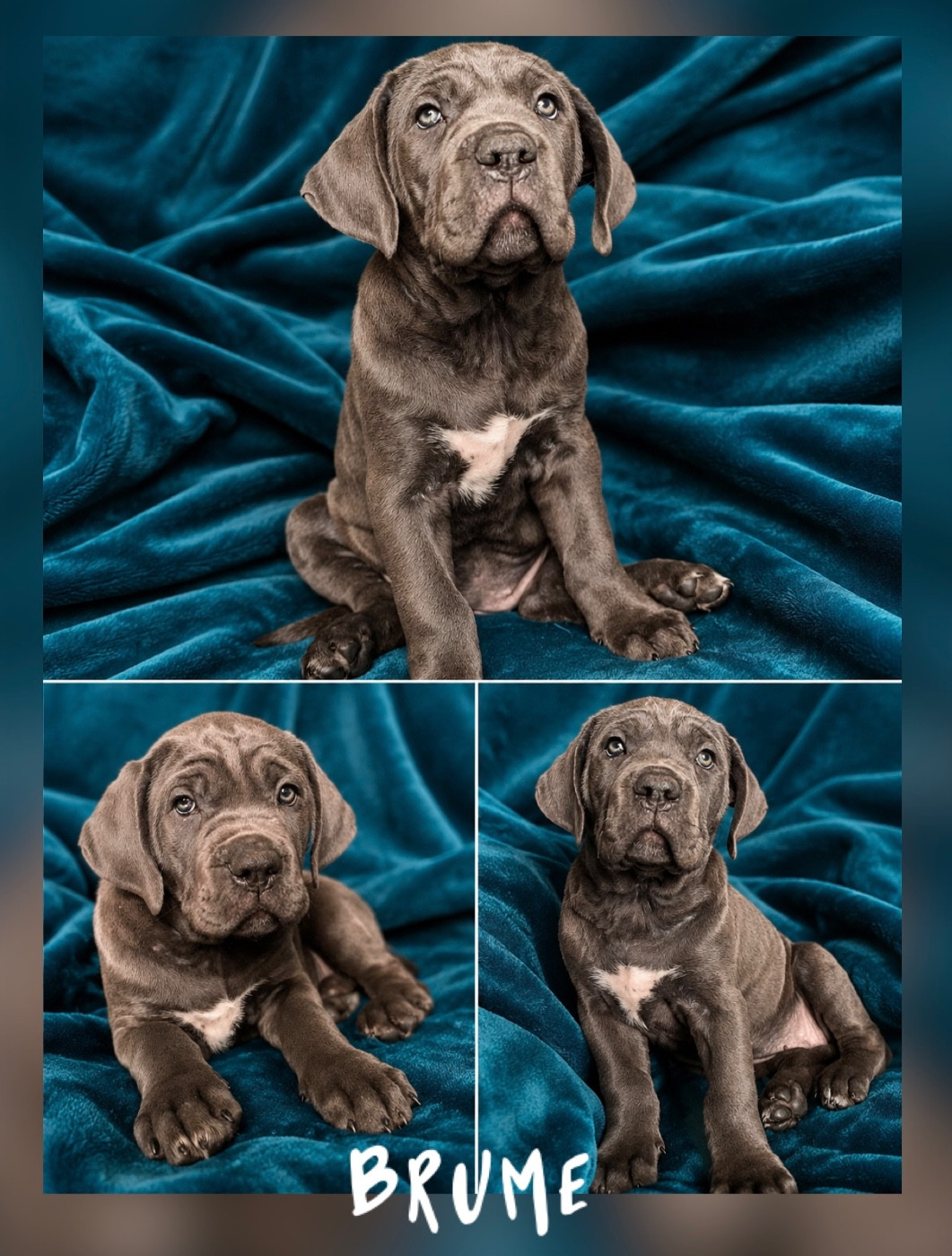 Des Jardins De Vinci - Cane Corso - Portée née le 07/04/2026