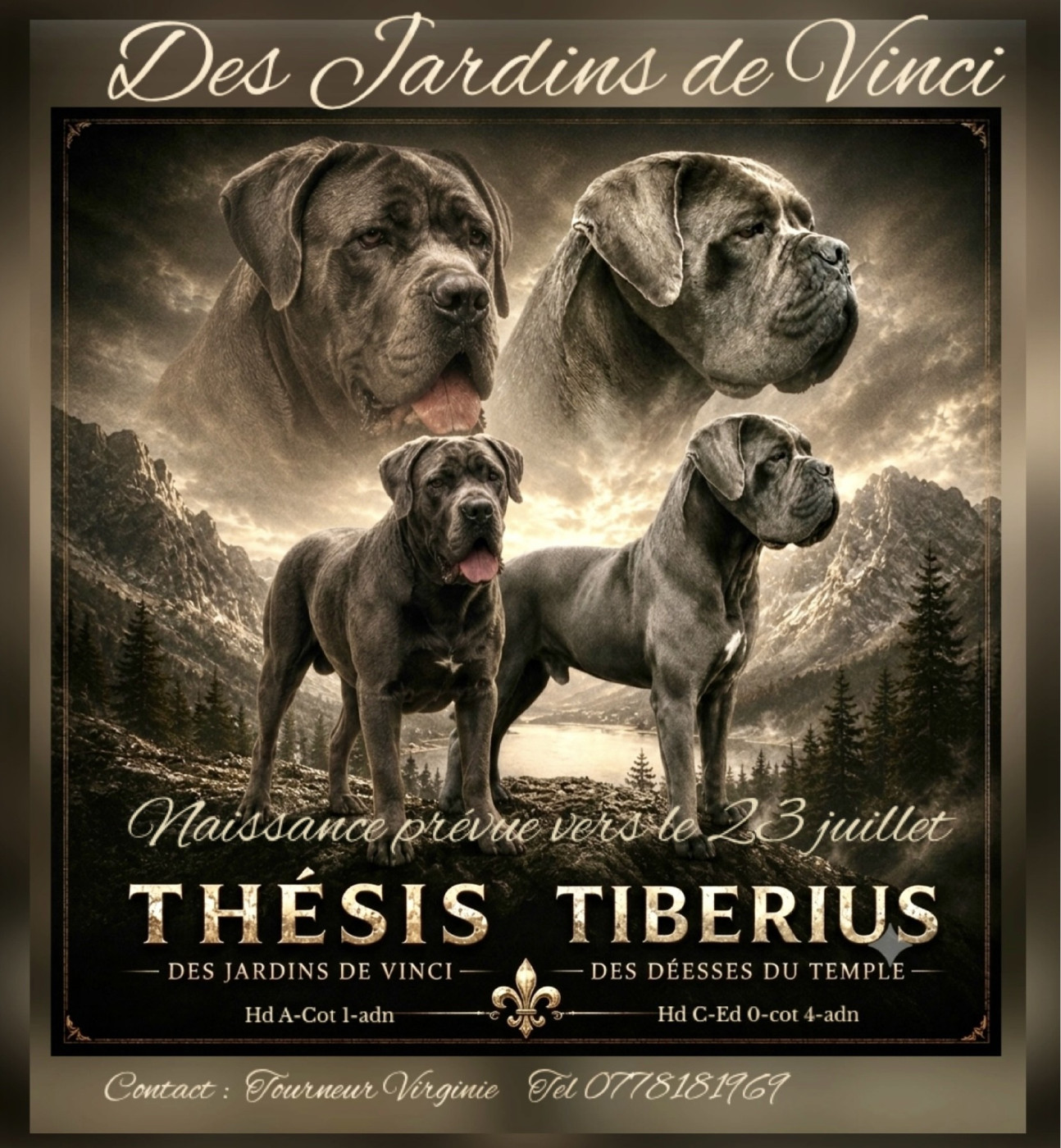 Des Jardins De Vinci - Cane Corso - Portée née le 17/07/2026