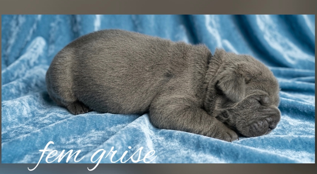Des Jardins De Vinci - Chiots disponibles - Cane Corso