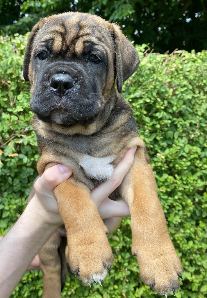 Des Jardins De Vinci - Cane Corso - Portée née le 06/06/2025