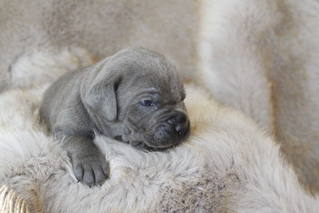 Des Jardins De Vinci - Cane Corso - Portée née le 25/01/2022