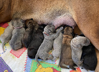 CHIOT 6 Noire