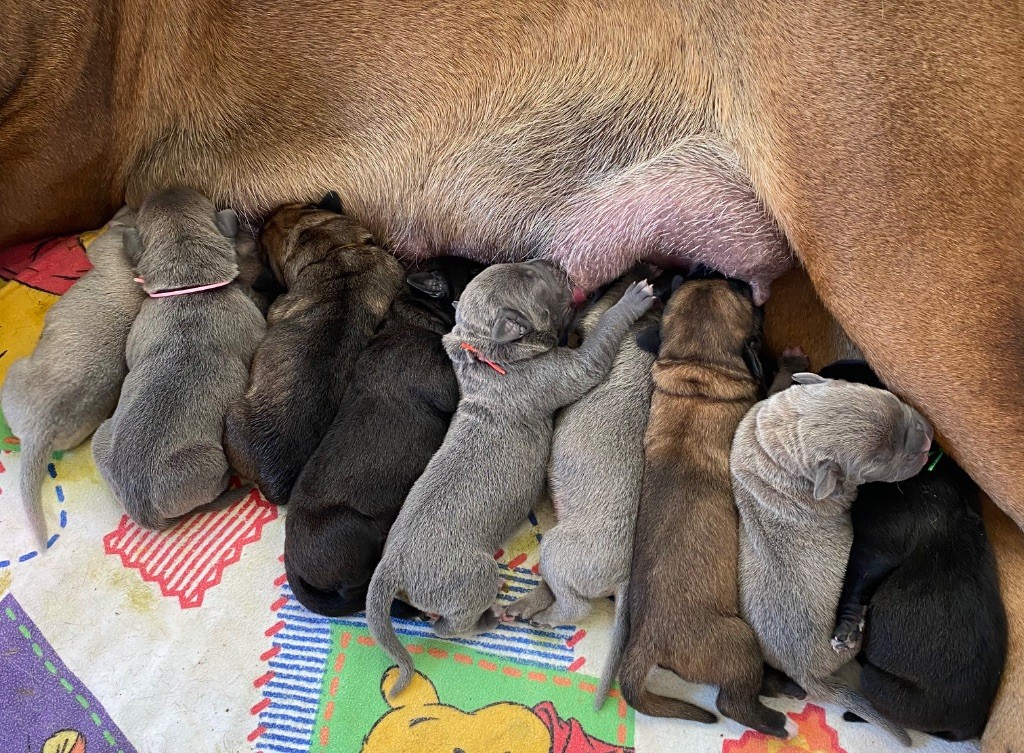 Des Jardins De Vinci - Chiots disponibles - Cane Corso