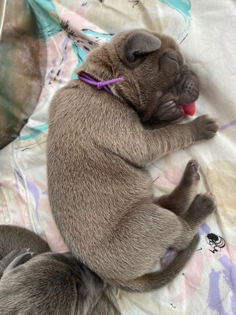 Des Jardins De Vinci - Chiots disponibles - Cane Corso