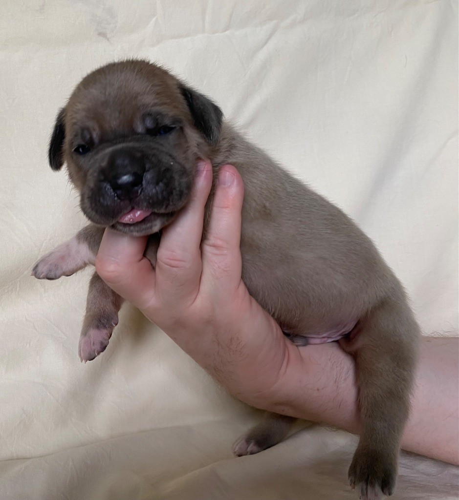 Des Jardins De Vinci - Chiots disponibles - Cane Corso