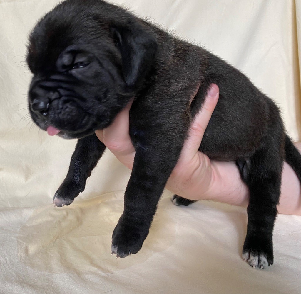 Des Jardins De Vinci - Chiots disponibles - Cane Corso