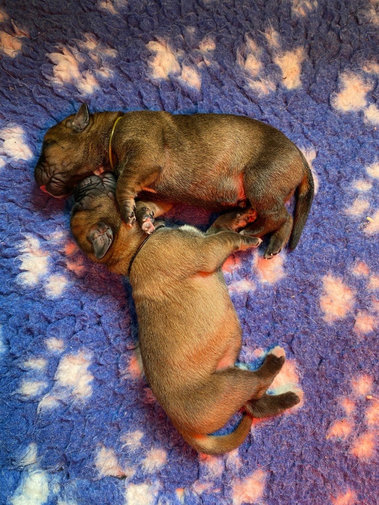 Des Jardins De Vinci - Chiots disponibles - Cane Corso